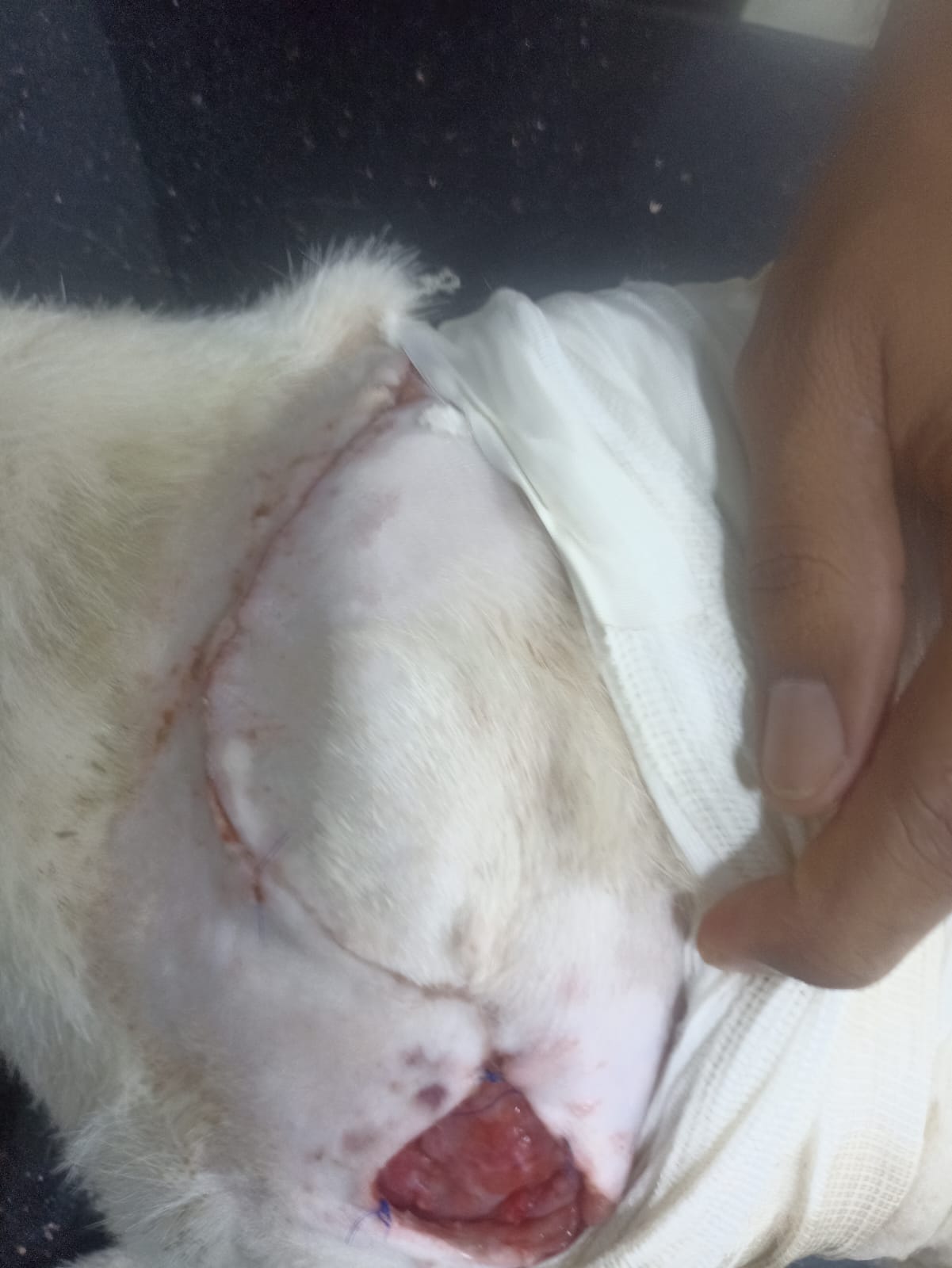 لقطة مقربة لجرح عزوز